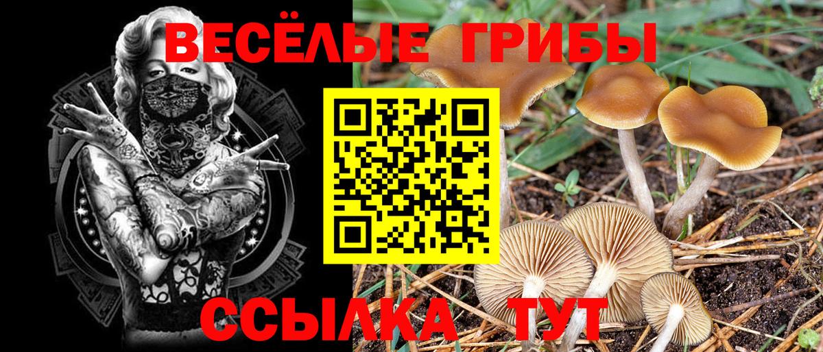 Галлюциногенные грибы Psilocybine cubensis Шадринск